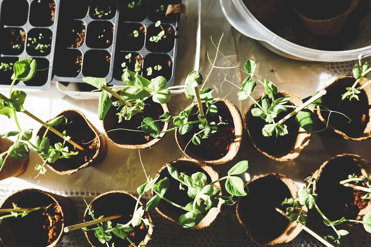 why-choose-us Top view of various seedlings sprouting in biodegradable pots, displayed indoors.