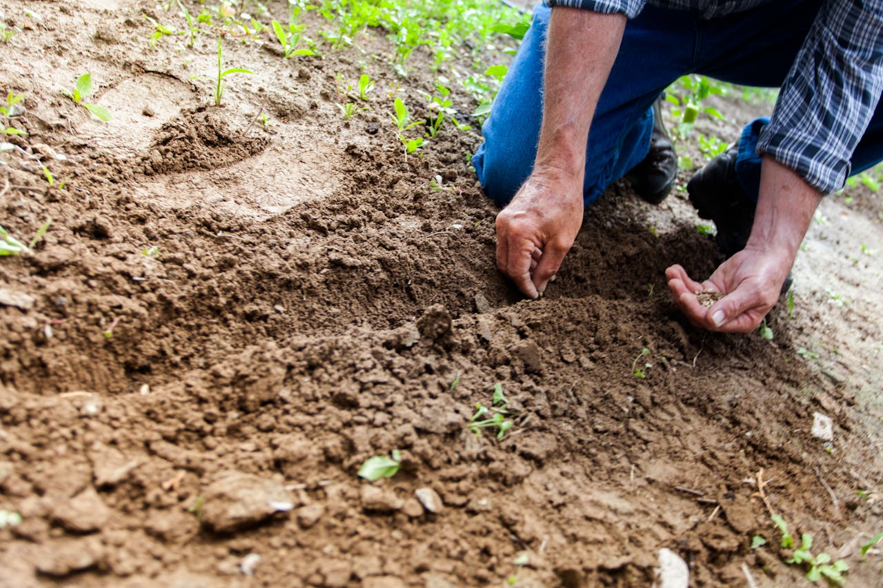 services-01 Close-up of a person planting seeds in soil, emphasizing gardening and cultivation.