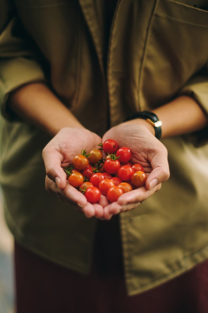 Close-up of person holding freshly harvested ripe cherry tomatoes outdoors.