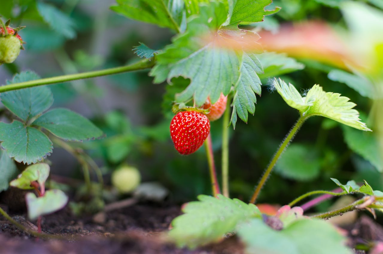 journey Close-up of a ripe strawberry growing in a garden, showcasing natural freshness.
