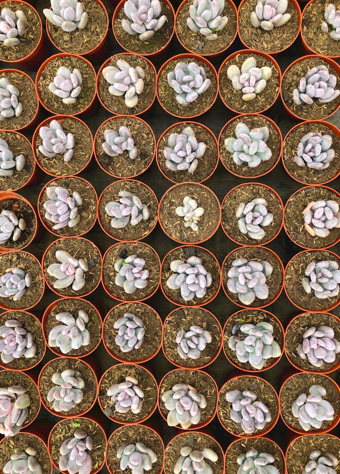 services-04 Aerial view of multiple potted succulent plants neatly arranged in rows, showcasing a variety of textures.