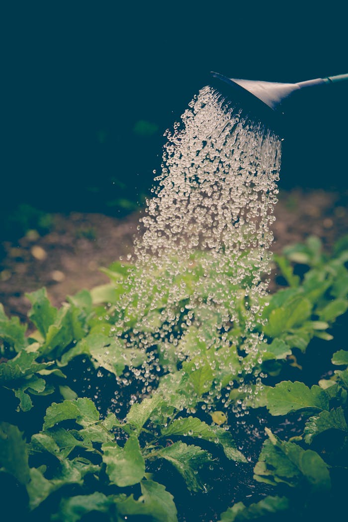 who-we-are Watering can pouring water over green leafy plants in a garden.